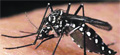 Pest Control Services in Kalyan, Mumbai | Star link Pest control Services