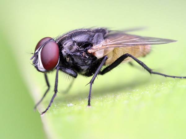 Pest Control Services in Kalyan, Mumbai | Star link Pest control Services