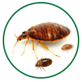 Best Pest Control Services in Kalyan | StarLink Pest Control