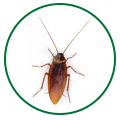 Pest Control Services in Kalyan, Mumbai | Star link Pest control Services