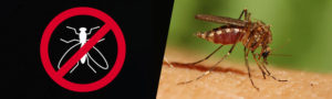 Pest Control Services in Kalyan, Mumbai | Star link Pest control Services