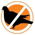 Pigeon Control in Kalyan | StarLink Pest Control