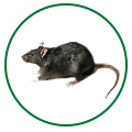 Pest Control Services in Kalyan, Mumbai | Star link Pest control Services