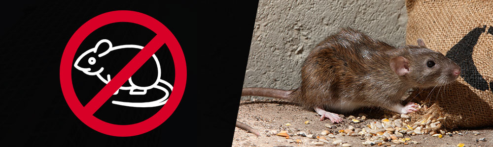 Rodent Pest Control Services | Pest Control Services in Kalyan | Star Link Pest Control