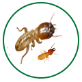 Pest Control Services in Kalyan, Mumbai | Star link Pest control Services