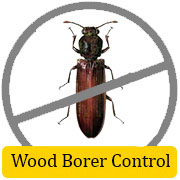 Woodborers Management Control in Kalyan | StarLink Pest Control