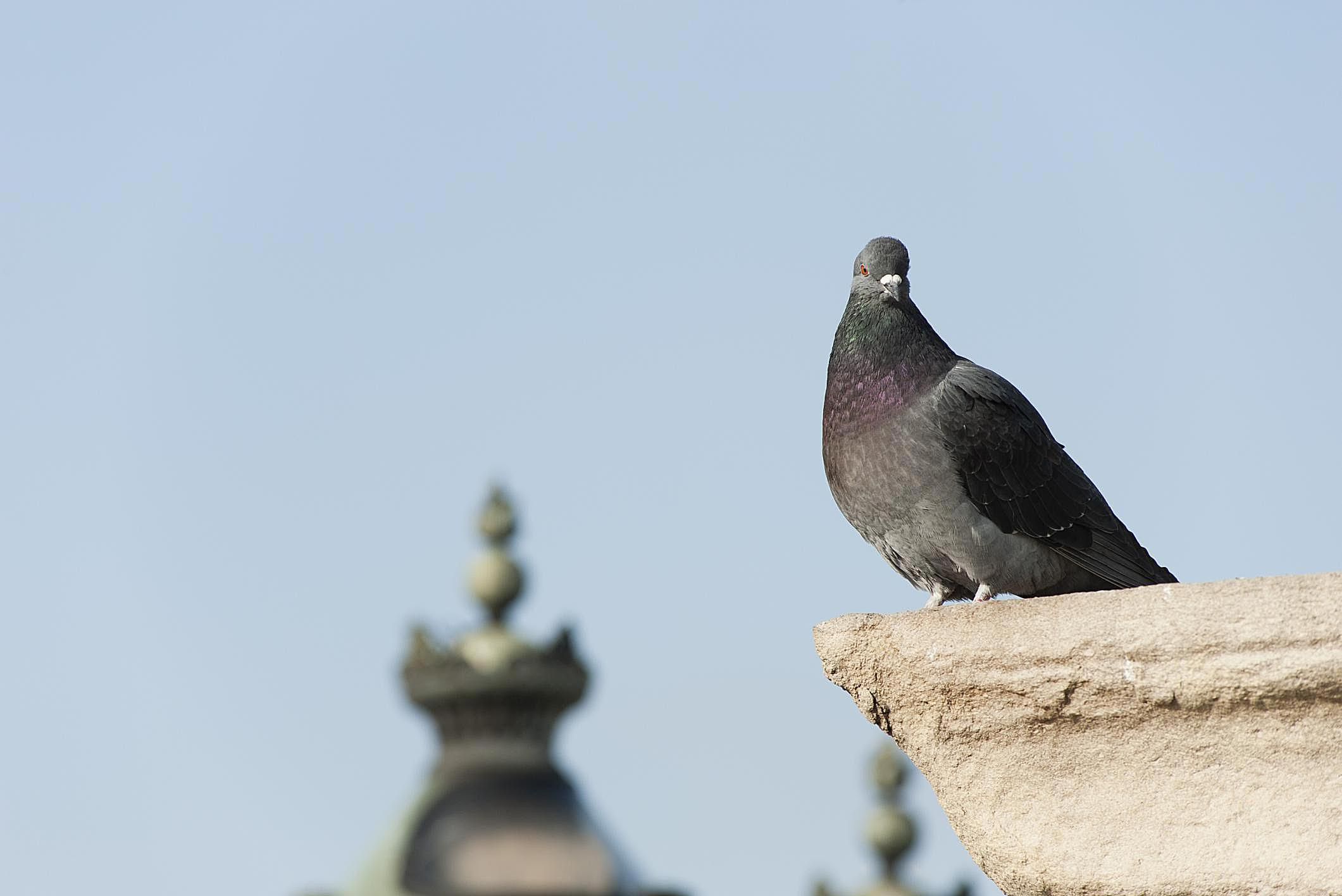 Pigeon Control Services in Thane | StarLink Pest Control