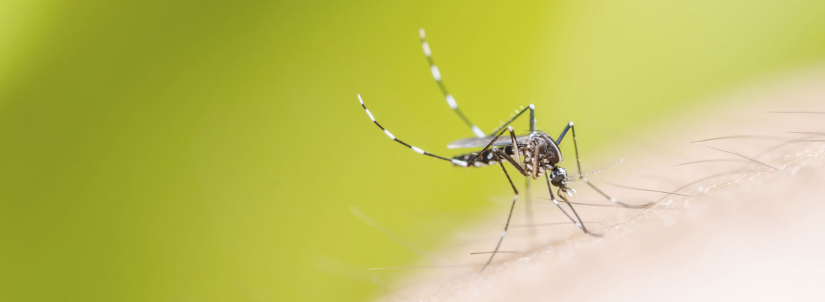 Star Link Pest control | Pest Control Service Kalyan