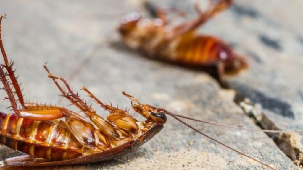 Cockroach Pest Control Services in Dombivli , Mumbai | Star Link Pest Control in Kalyan