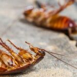 Cockroach Pest Control Services in Dombivli , Mumbai | Star Link Pest Control in Kalyan