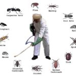 Best Pest Control Service In Kalyan | Top Pest Control Near Me | Mumbai Pest Control