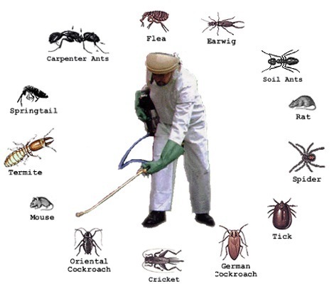 Best Pest Control Service In Kalyan | Top Pest Control Near Me | Mumbai Pest Control