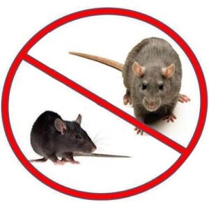 Rodent Control in Ulhasnagar | Star Link Pest Control Services in Ulhasnagar