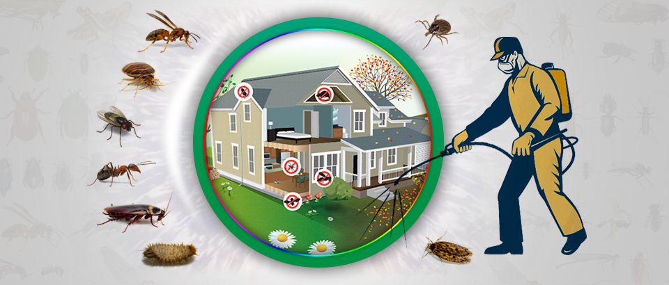 Pest Control Services in Kalyan | Star Link Pest Control