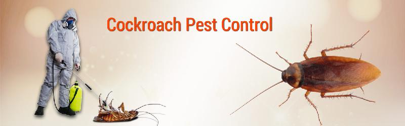 Cockroach Pest Control Services | Starlink Pest Control