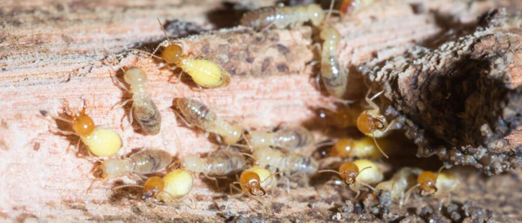 Common Herbal Pesticides used for Termite pest control | Star Link Pest Control Services