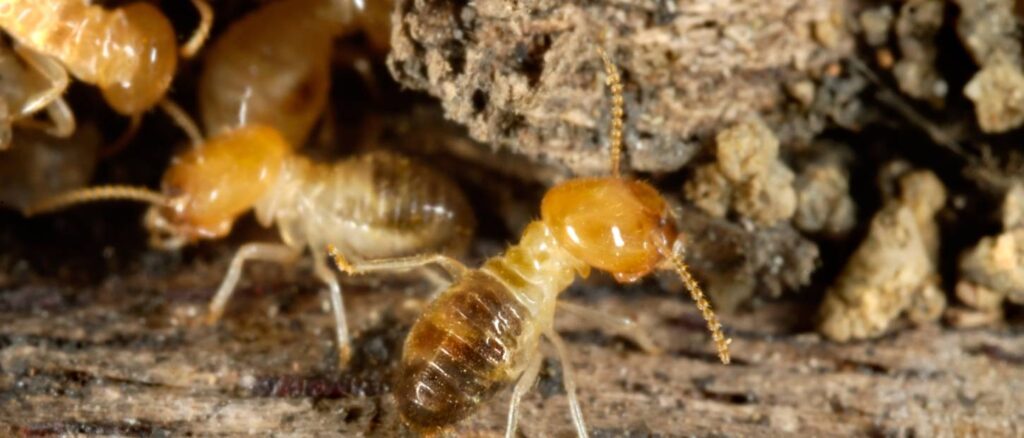 Termite Pest Management Service in Kalyan
