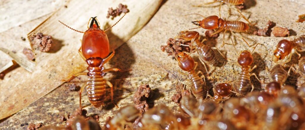 Best home Remedy to Stop Termite | Starlink Pest Control Services Kalyan