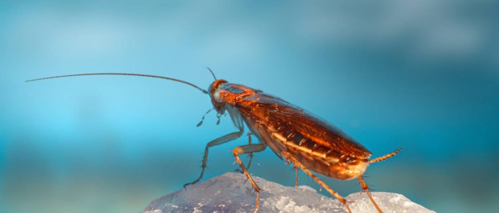 Cockroaches Pest Management Services Kalyan | Star Link Pest control services