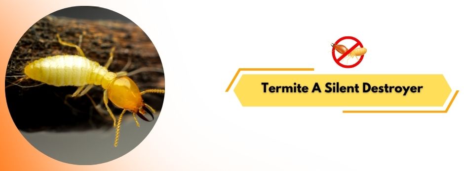 Termite Pest Control Services in Wayle Nagar Kalyan